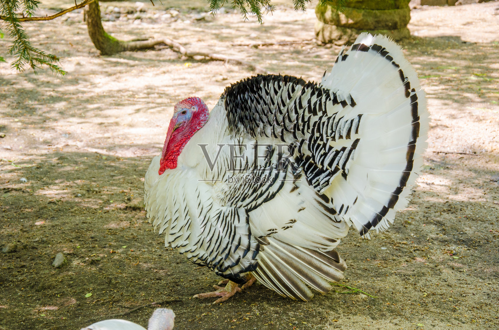 火鸡在农场和母鸡求爱照片摄影图片