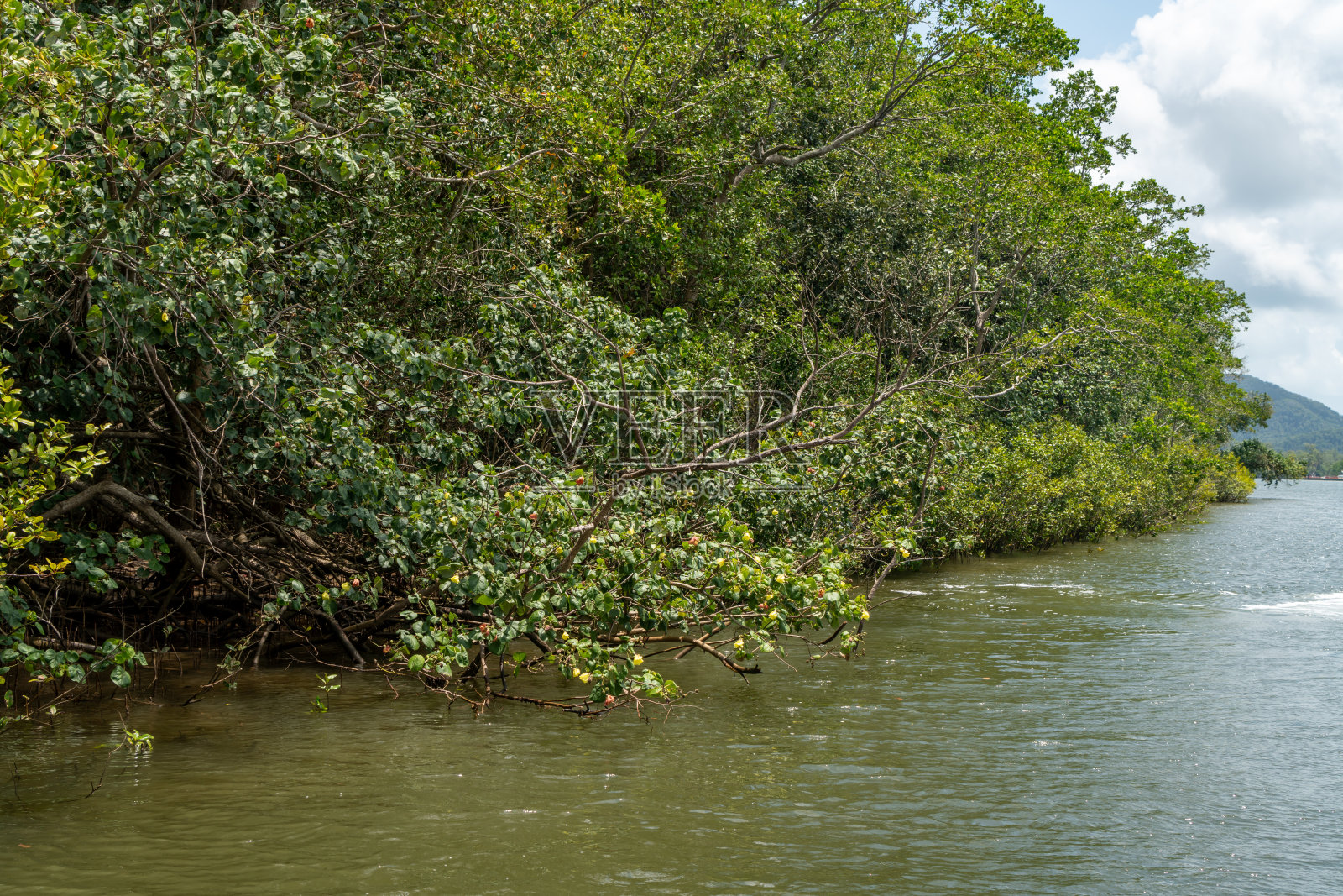 澳大利亚昆士兰丹特里河之旅照片摄影图片