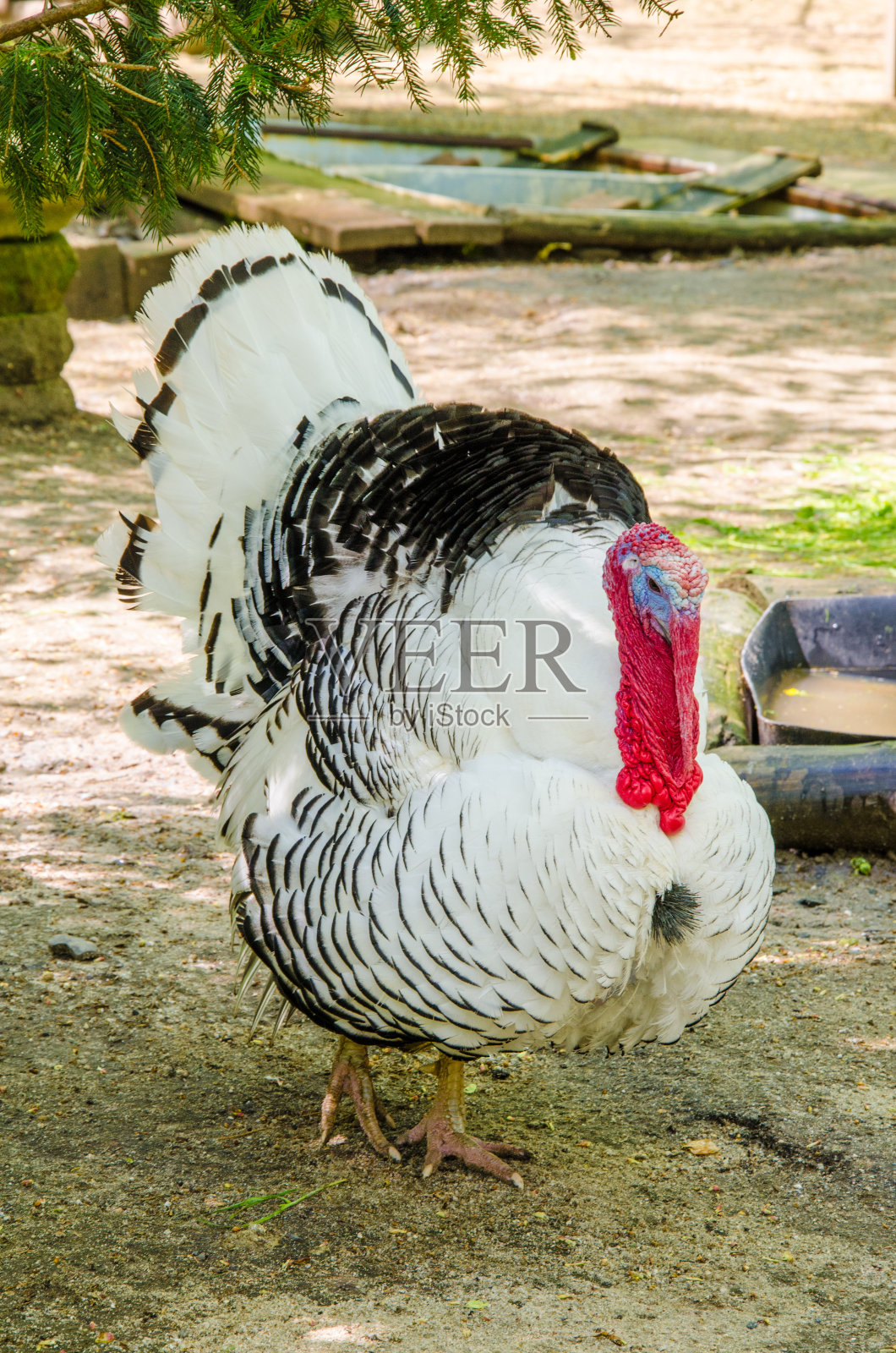 火鸡在农场和母鸡求爱照片摄影图片