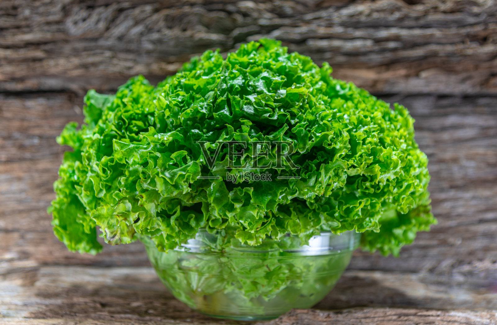 莴苣(Lactuca sativa)是一种一年生或二年生植物照片摄影图片