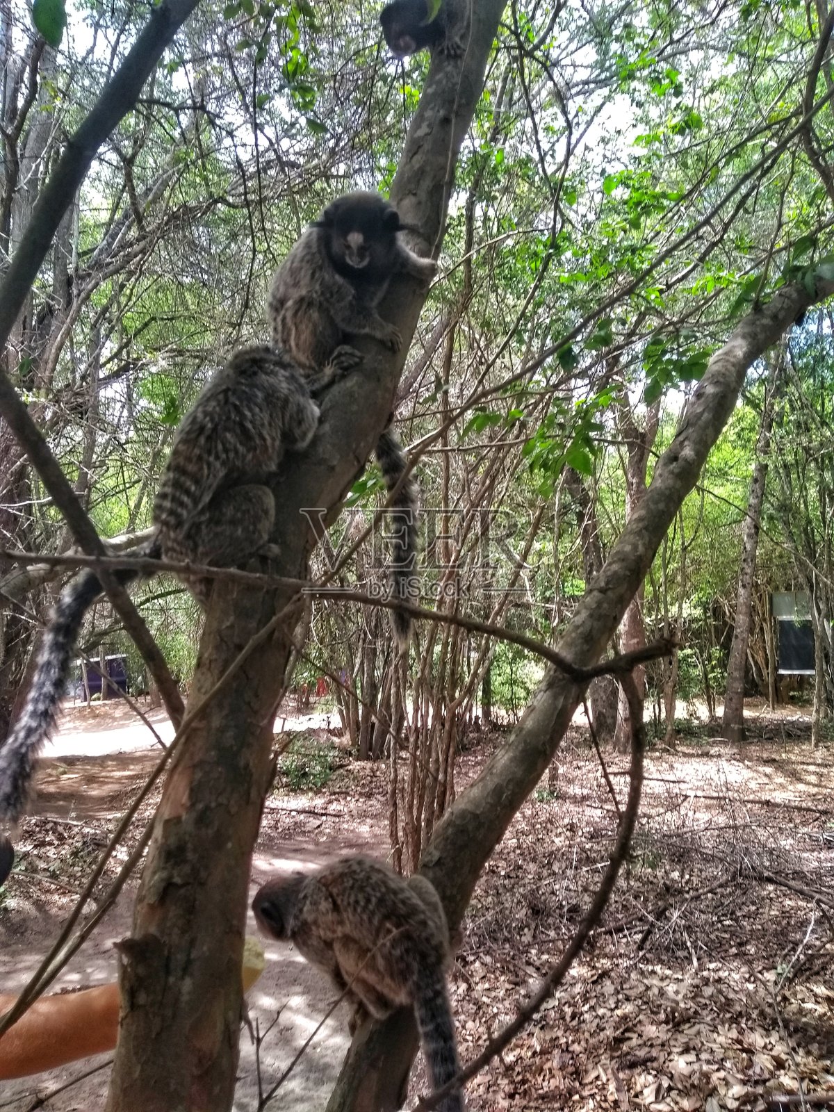 树上的猴子 - 狨猴 - 巴西巴伊亚州迪亚曼蒂纳高原照片摄影图片