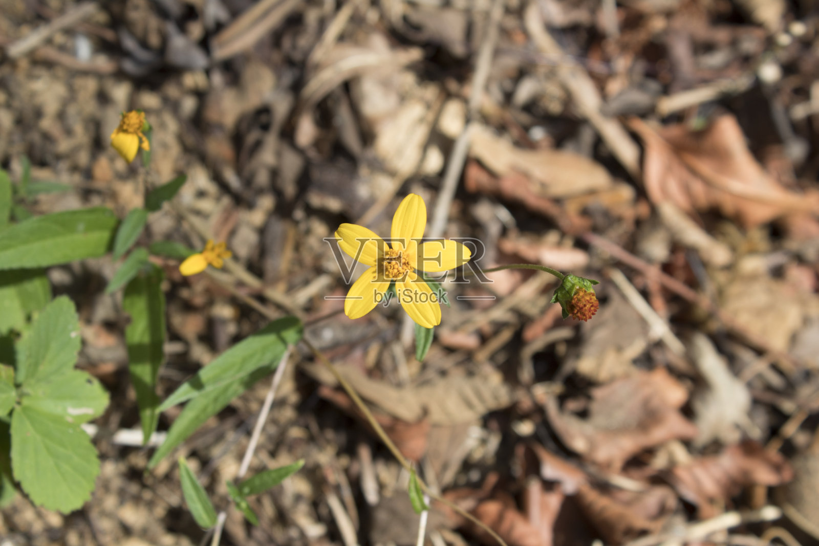 黄花生长在热带森林中照片摄影图片
