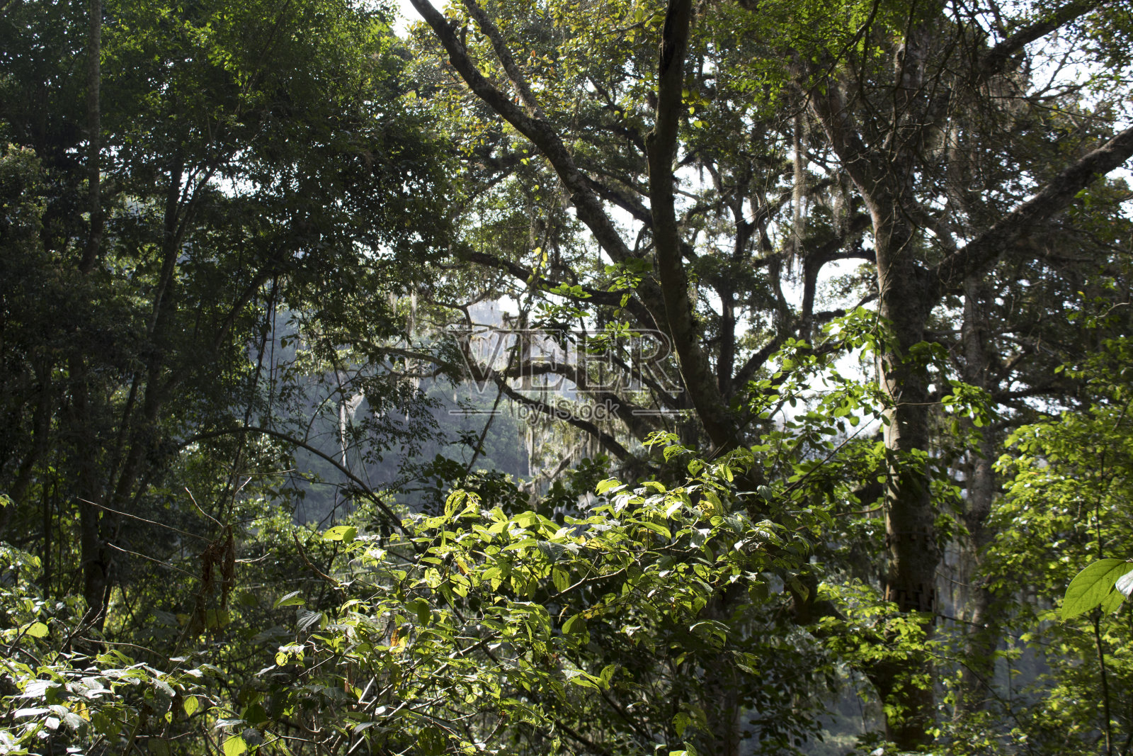 热带森林中的植被和树木照片摄影图片