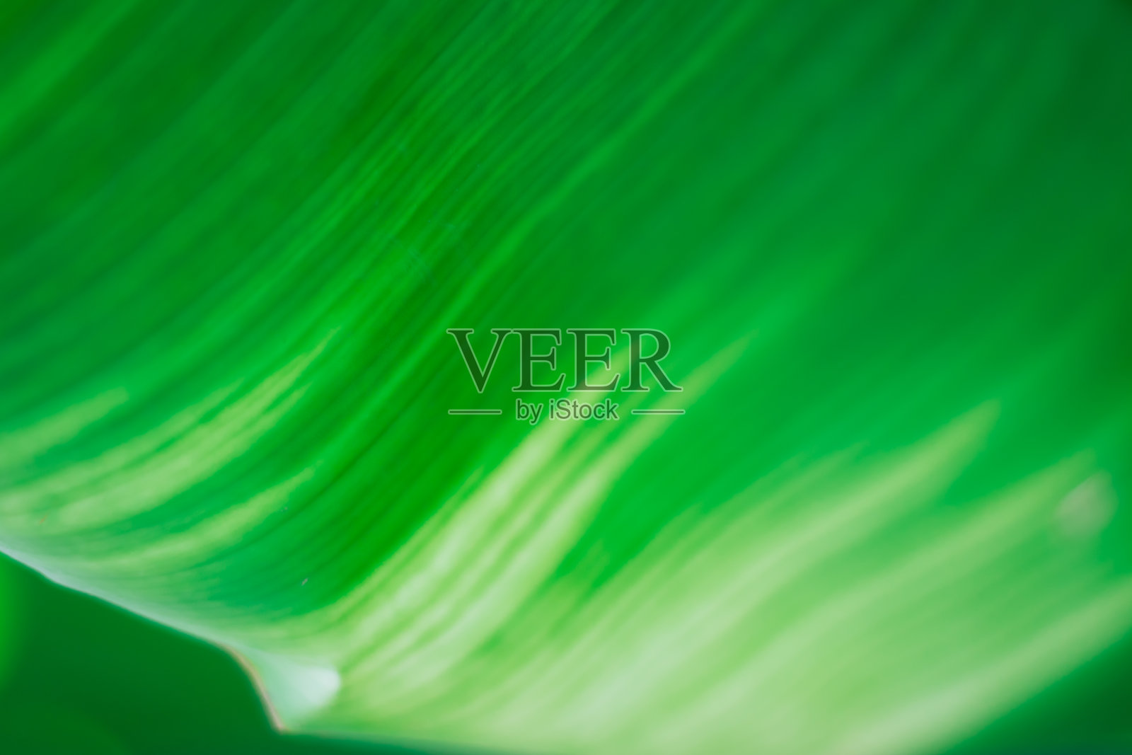 抽象花卉模糊背景。热带棕榈叶背景照片摄影图片