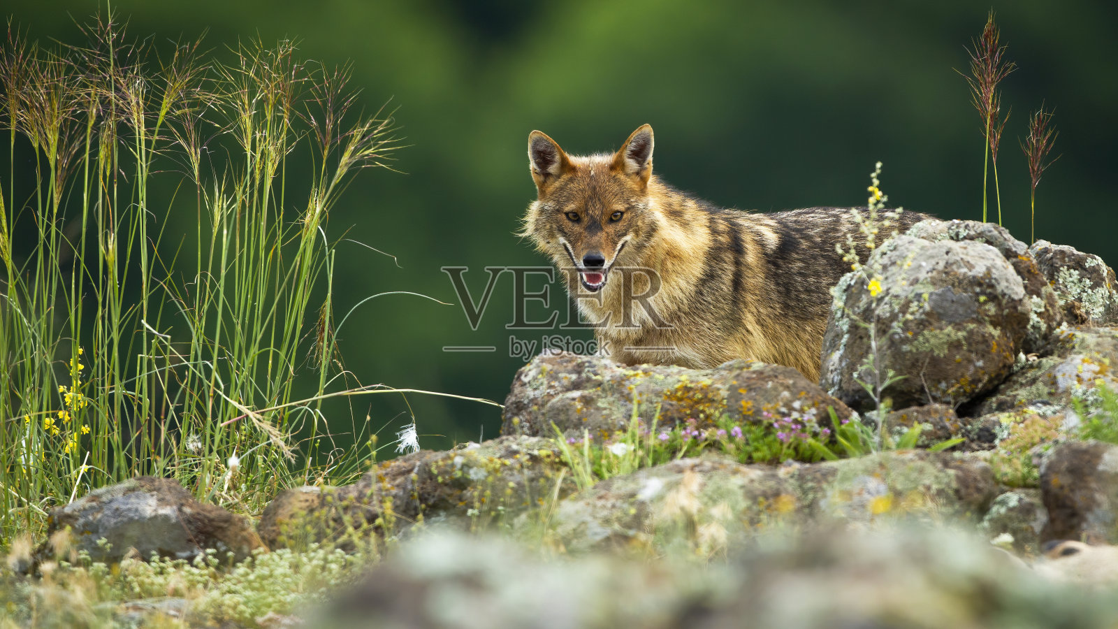 好奇的金豺躲在山的岩石后面照片摄影图片