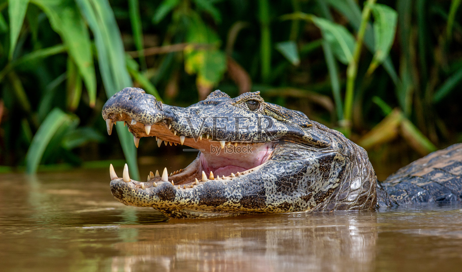 开曼把头伸出水面，张开了嘴巴。照片摄影图片