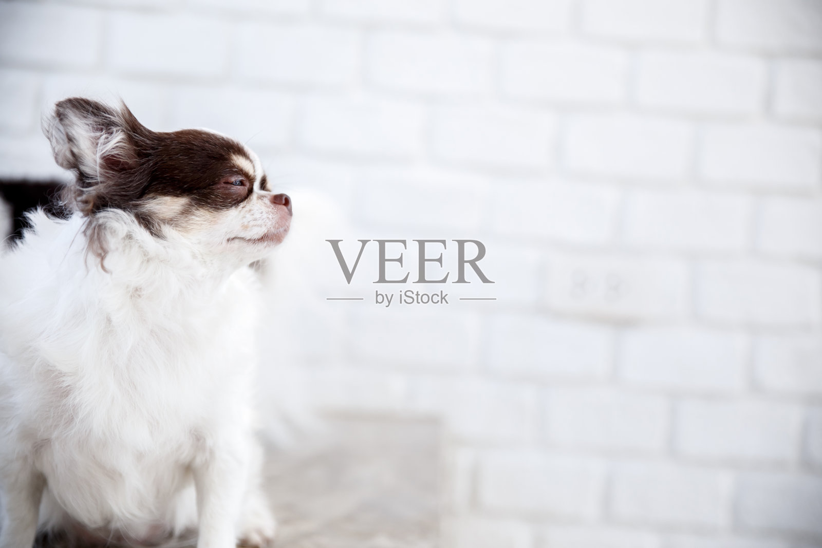 靠近吉娃娃狗的眼睛。柔焦白棕色狗的脸在白色的背景。为文本复制空间。照片摄影图片