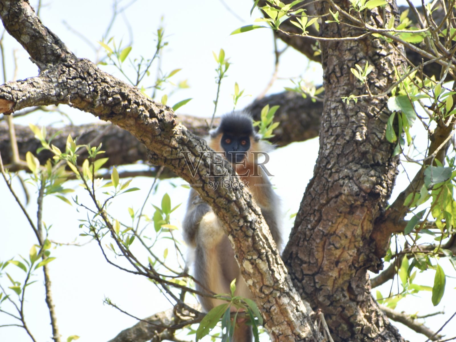 封顶叶猴照片摄影图片