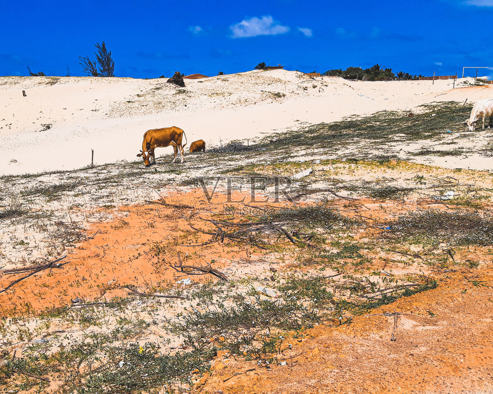 我灵魂的沙漠照片摄影图片