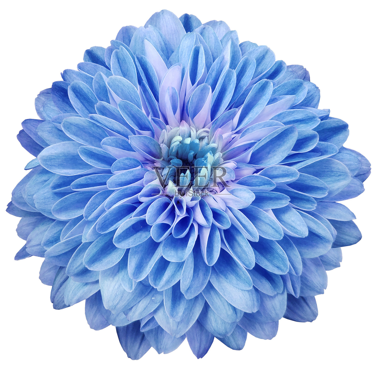 大丽花蓝。孤立在白色背景上的花。裁剪路径没有阴影。特写镜头。大自然。照片摄影图片