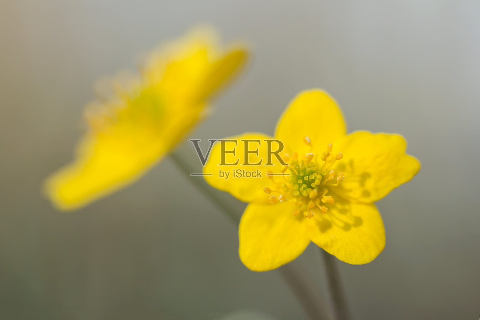 黄色的银莲花(银莲花)或黄色的木本银莲花或毛茛属银莲花，是一种林地和森林植物，有根状的根茎和花瓣状的花被，具有丰富的黄色，毛茛科照片摄影图片