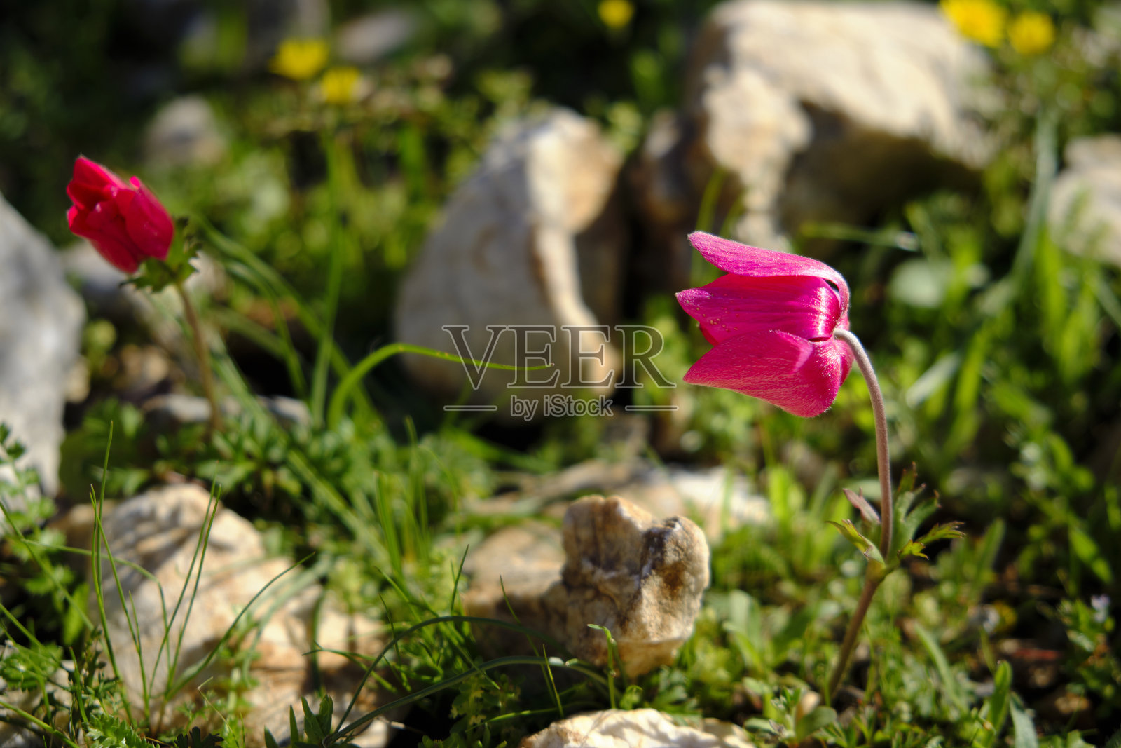 银莲花，罂粟银莲花，西班牙金盏花或风之花照片摄影图片