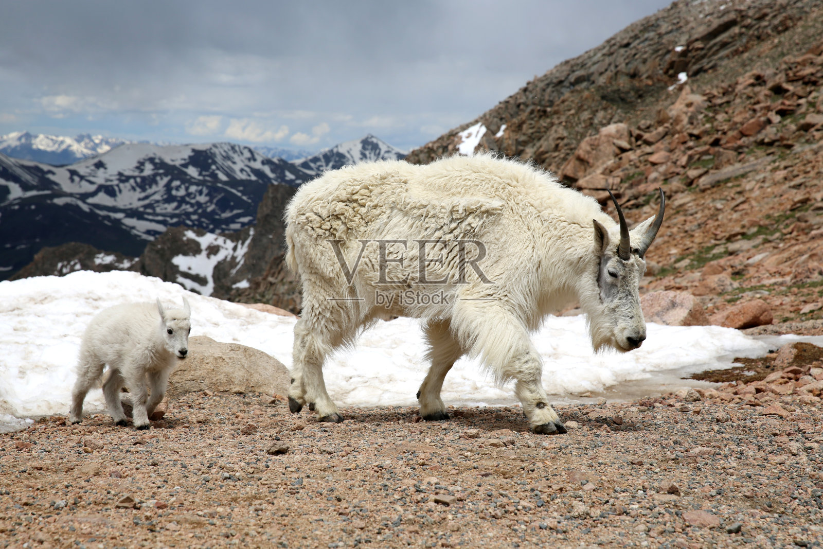 科罗拉多州埃文斯山顶的山羊照片摄影图片