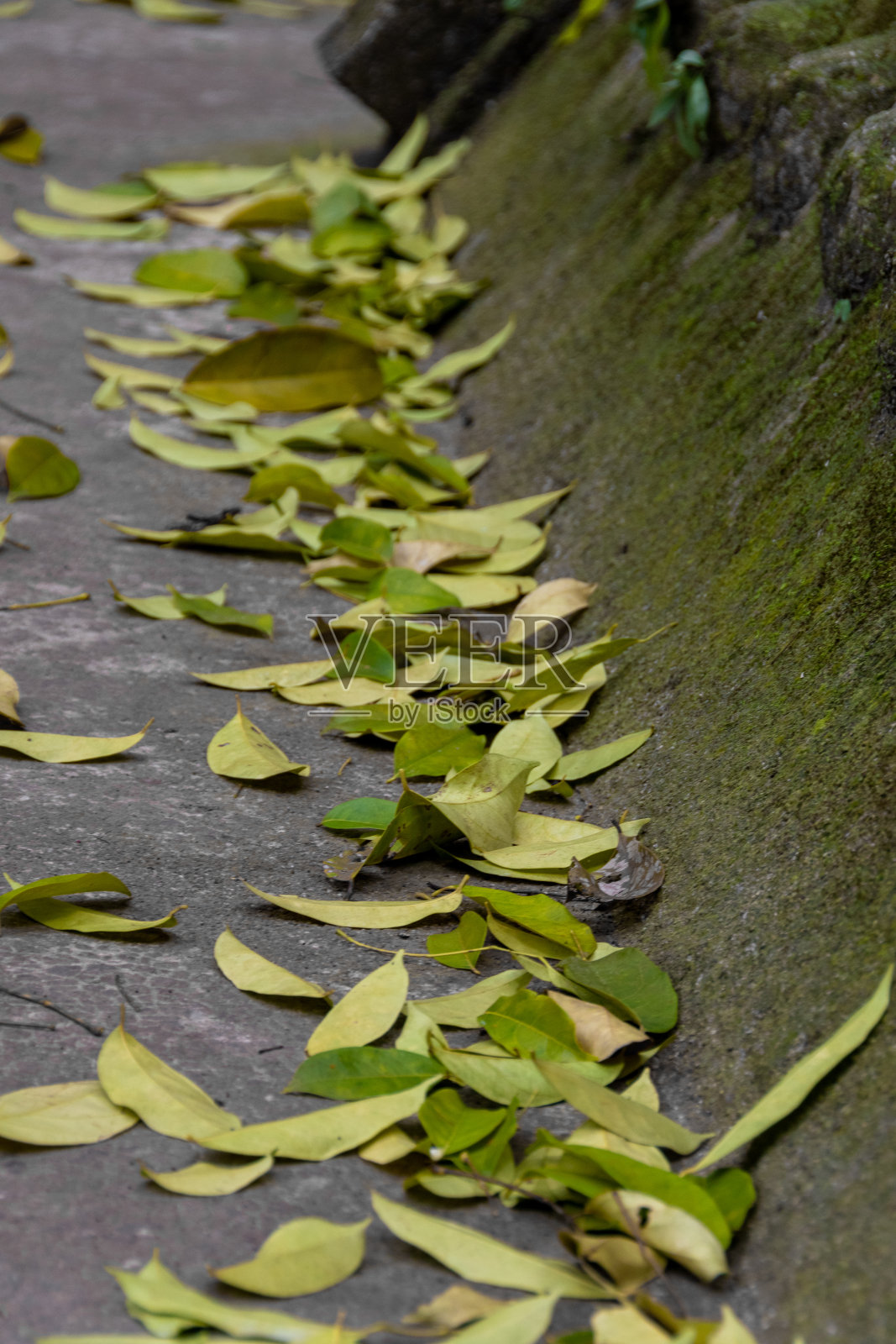 路上的树叶照片摄影图片