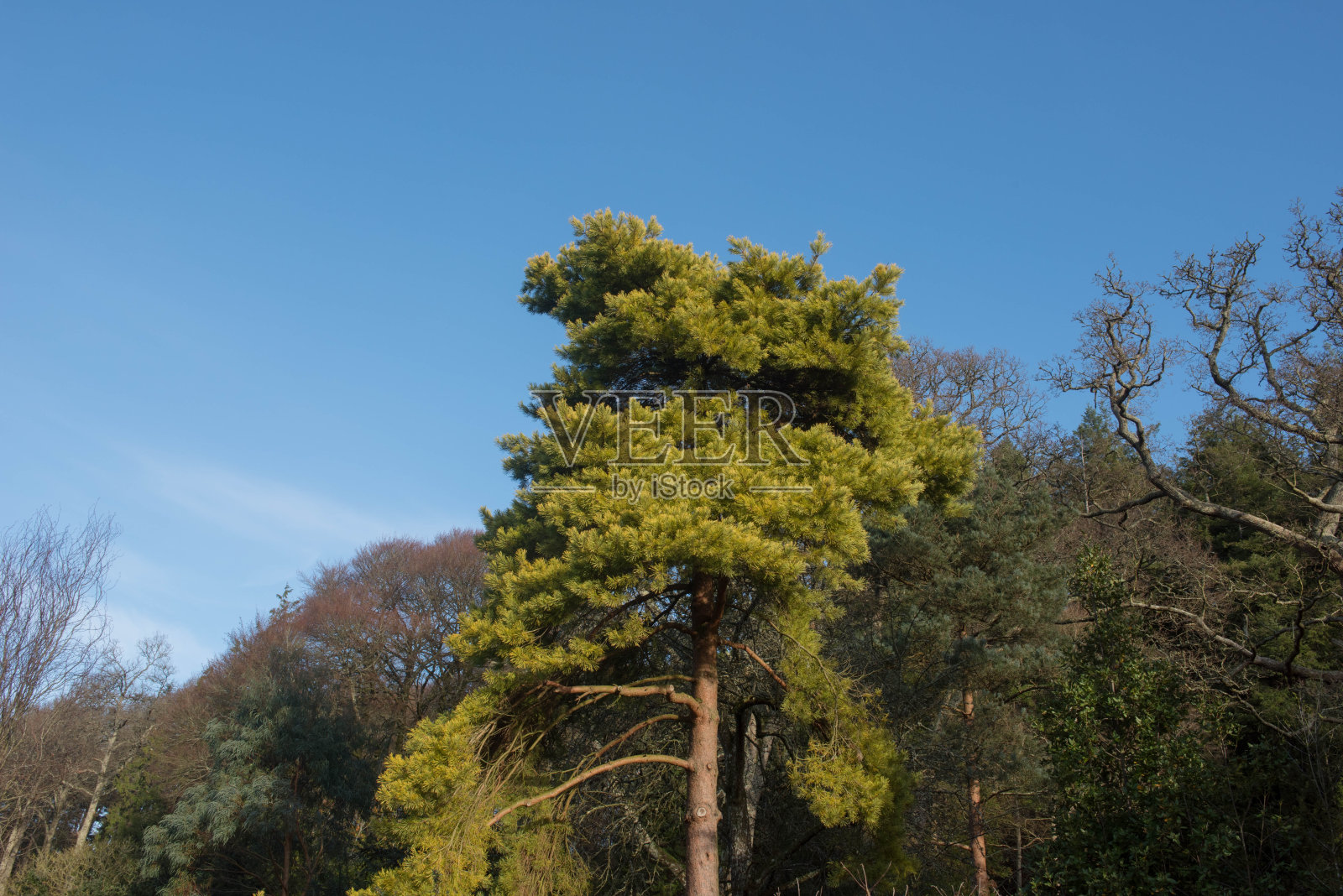 生长在英格兰德文郡乡村花园的一棵常绿针叶林金苏格兰松树(sylvestnis 'Aurea Group')的叶子照片摄影图片
