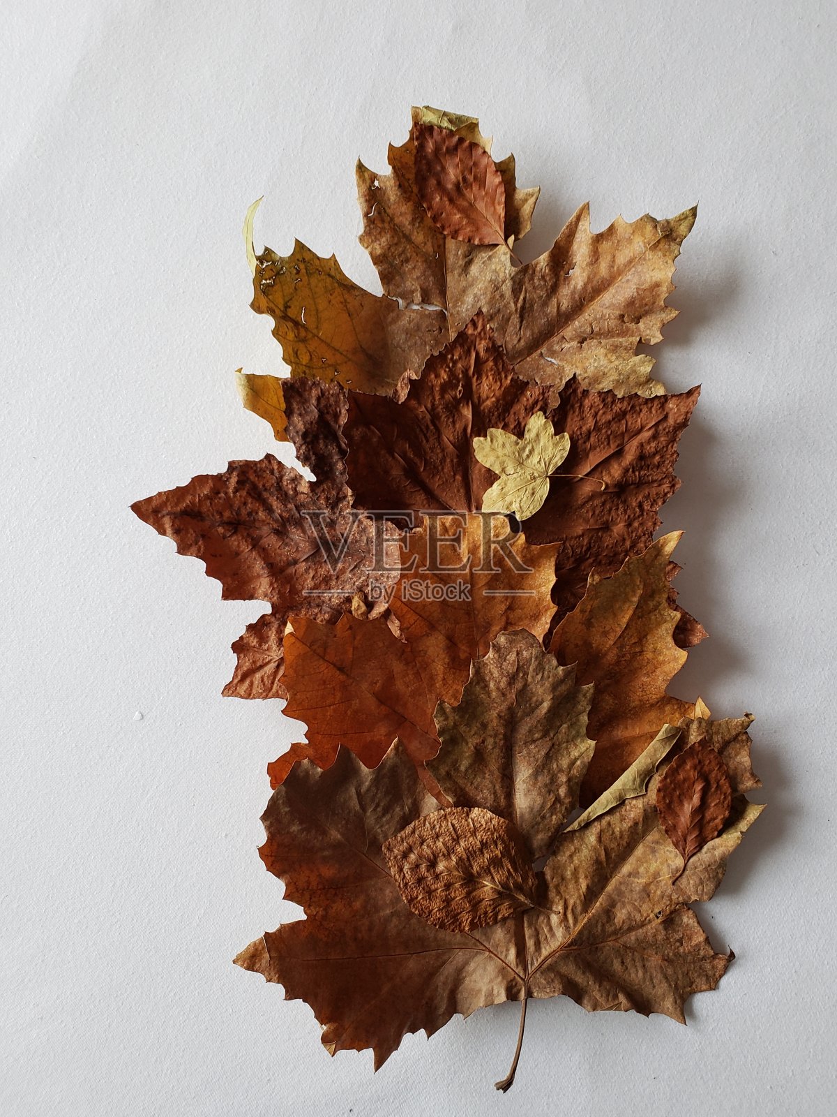 背景与干燥的自然在秋季季节照片摄影图片