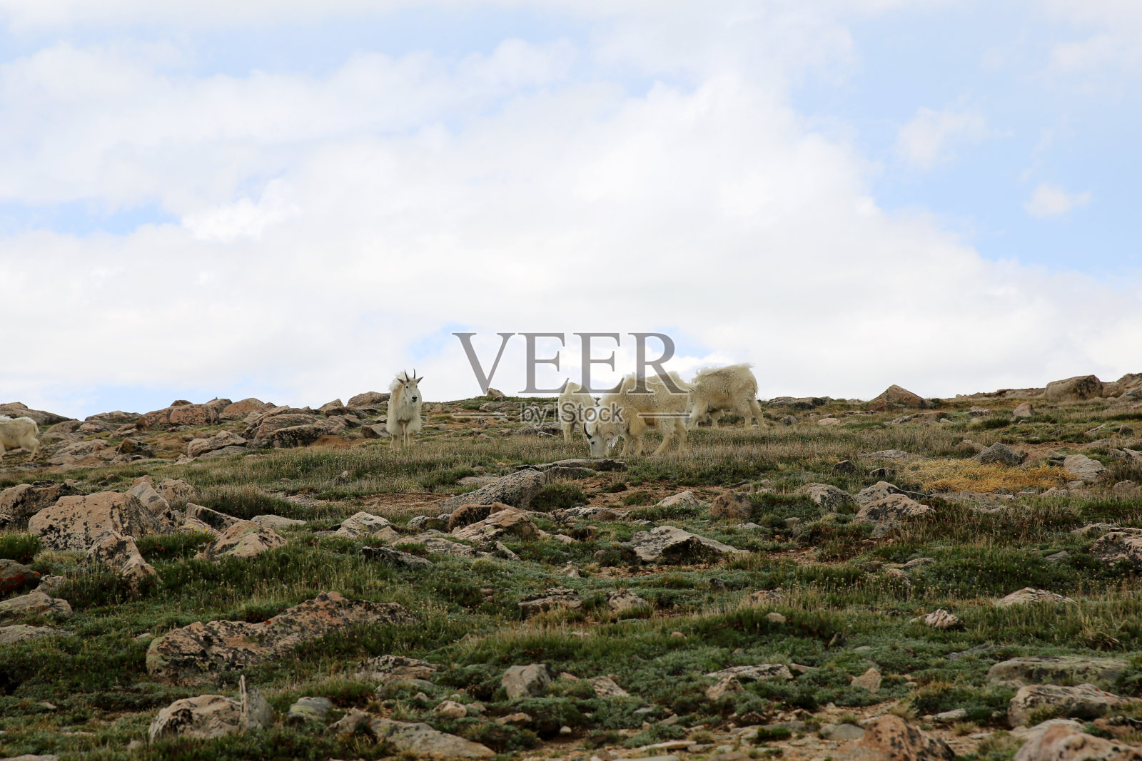 科罗拉多州的山地山羊照片摄影图片