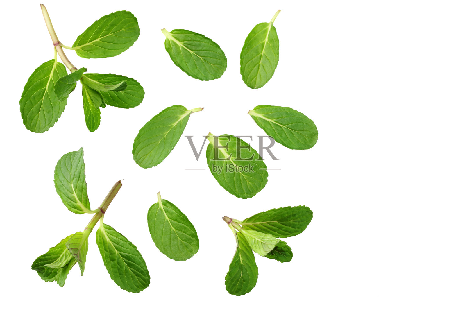 新鲜薄荷叶孤立在白色背景。俯视图照片摄影图片