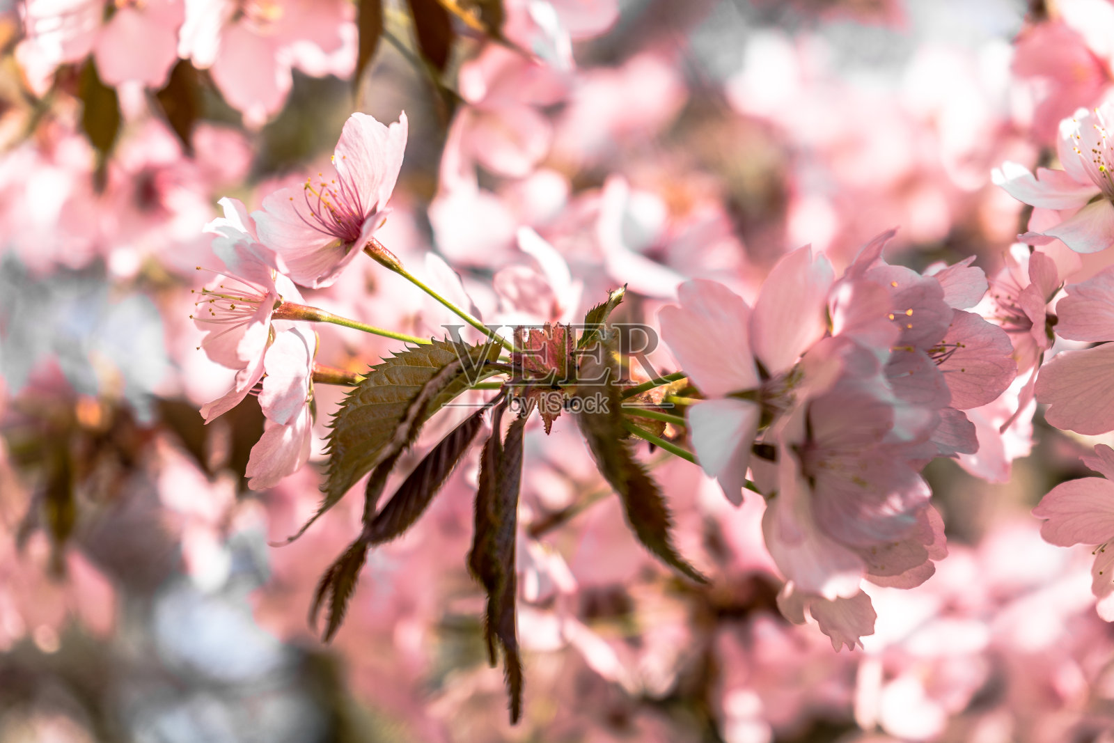 春天，樱桃树上开满了粉红色的樱花照片摄影图片