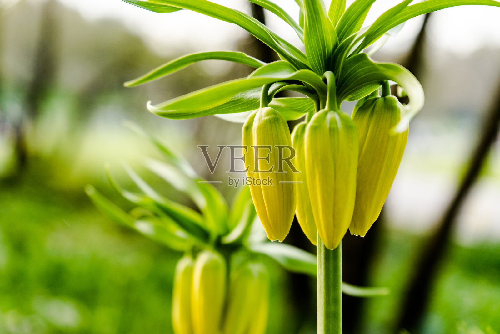 还闭着黄灿灿的榛子松鸡芽照片摄影图片