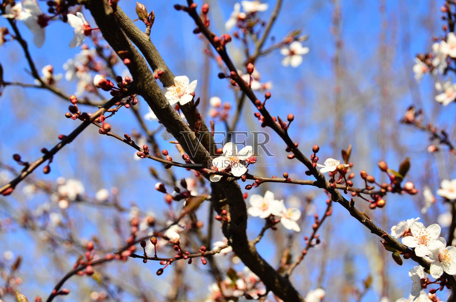 春天开花照片摄影图片