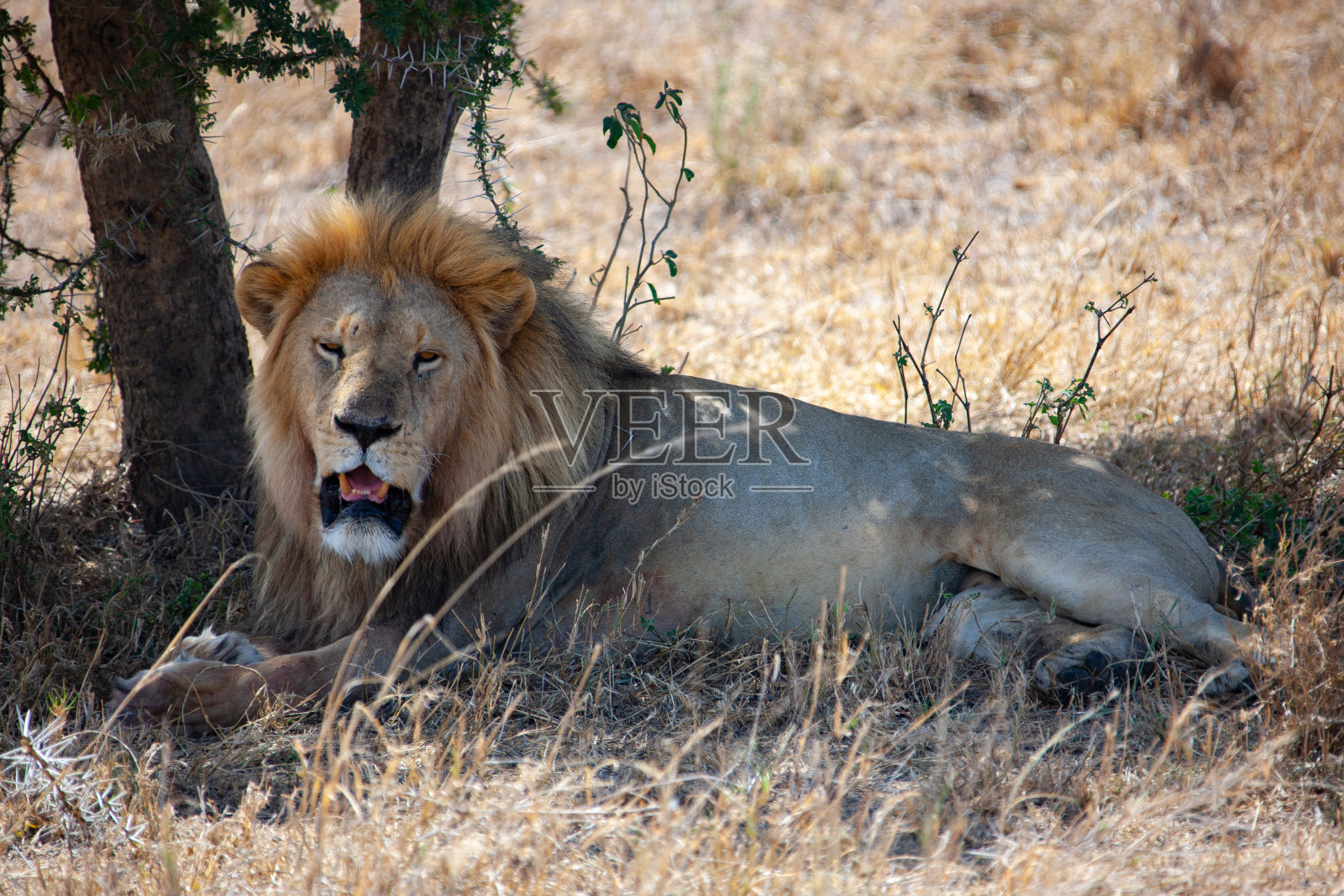 非洲狮在树荫下照片摄影图片