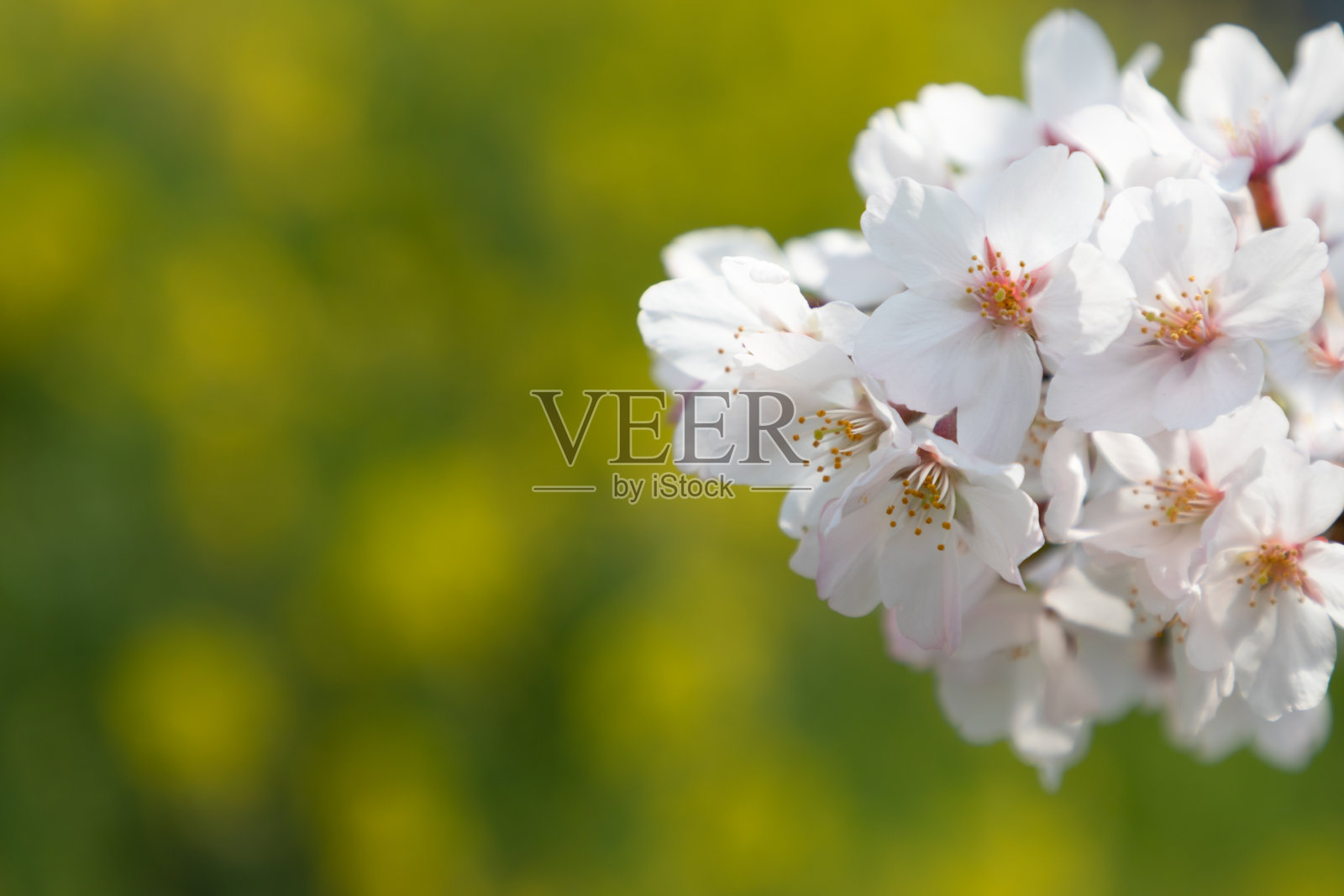 樱花和油菜花盛开了照片摄影图片