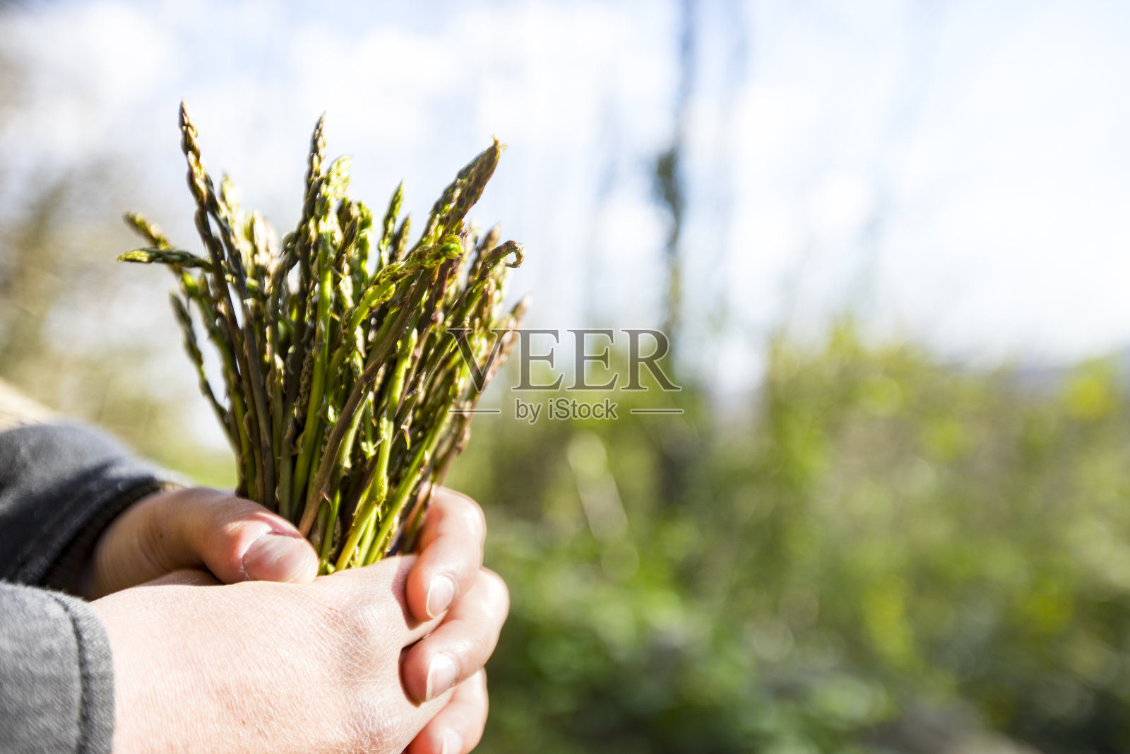 一个年轻女子在自然中拿着未经栽培的芦笋的特写照片摄影图片