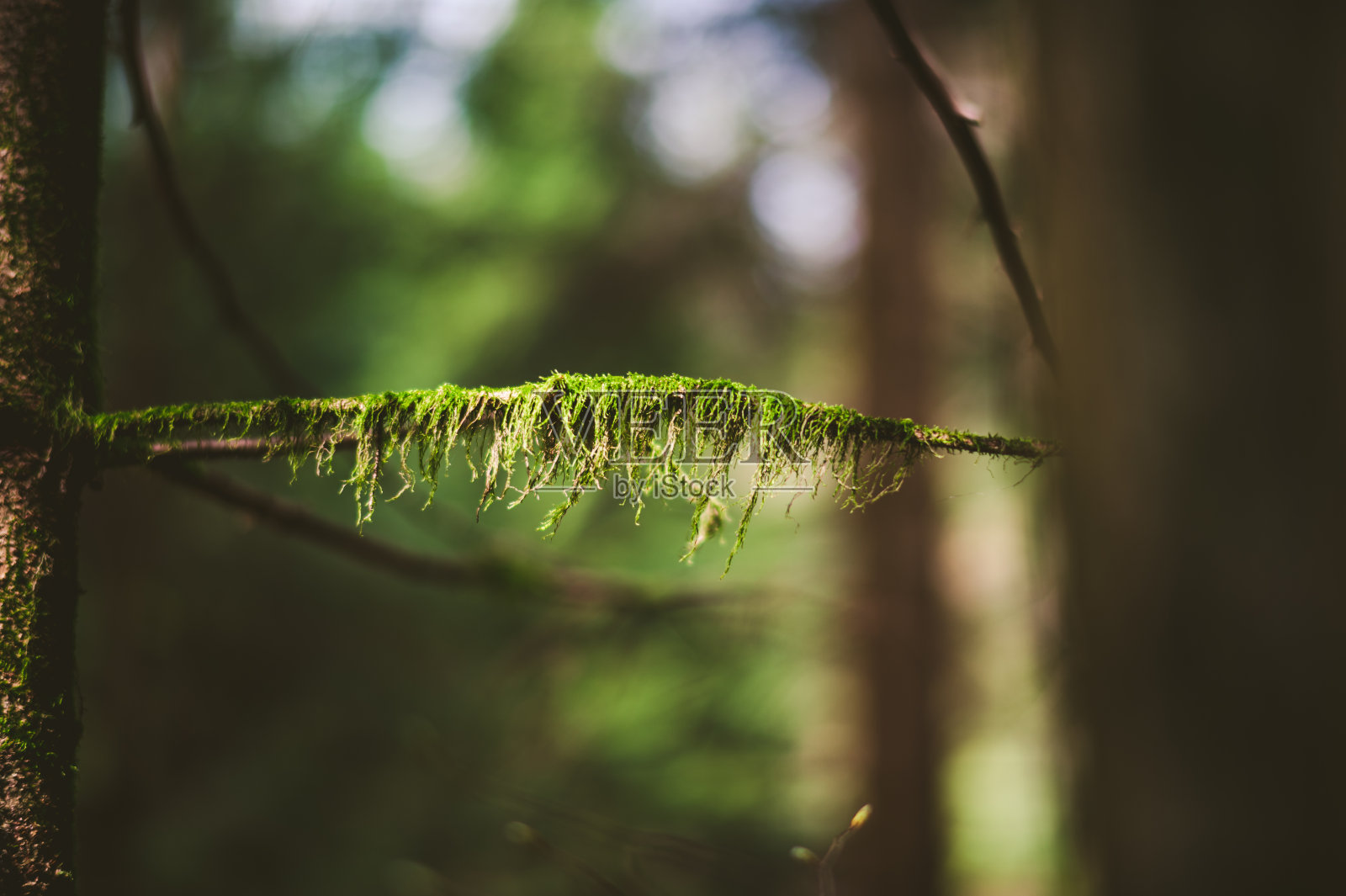 树枝上的苔藓照片摄影图片