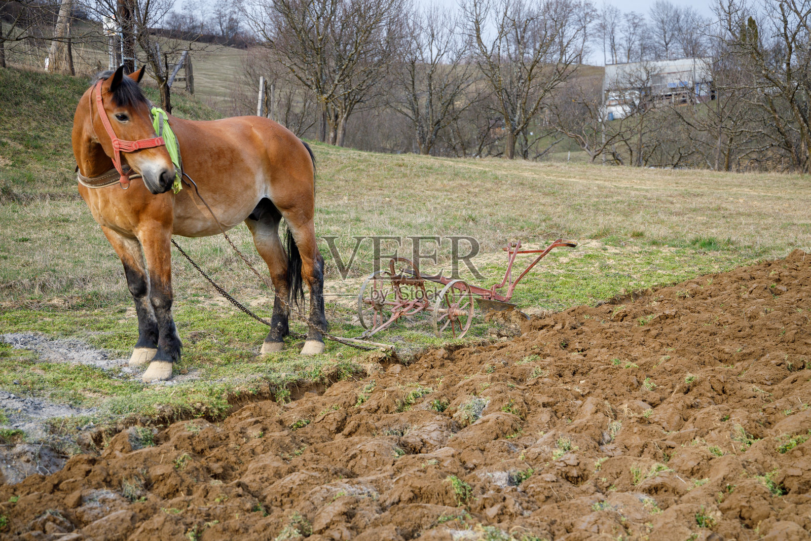 马耕田照片摄影图片