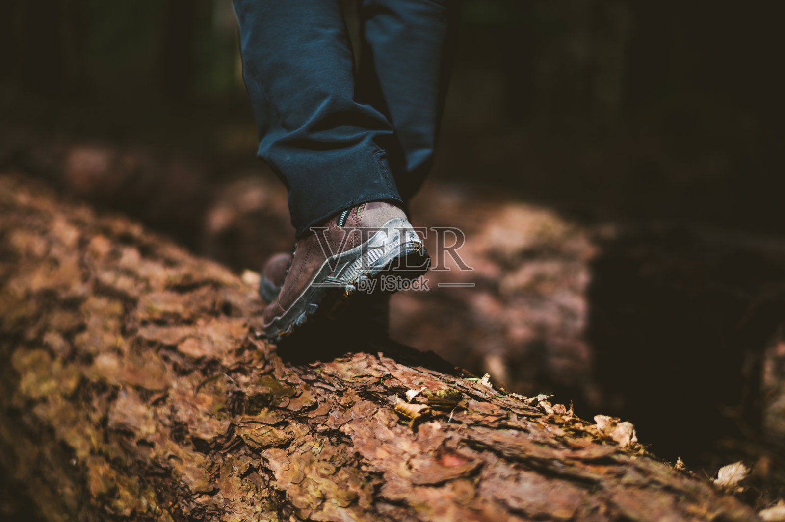 在树干上行走照片摄影图片