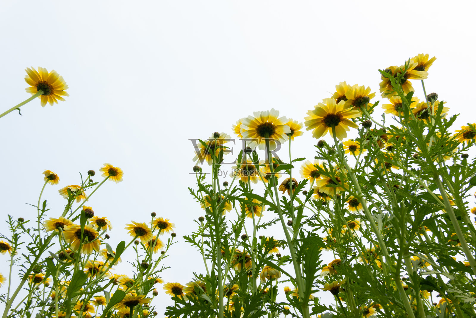 花冠雏菊在阳光下的农地低角度观赏照片摄影图片