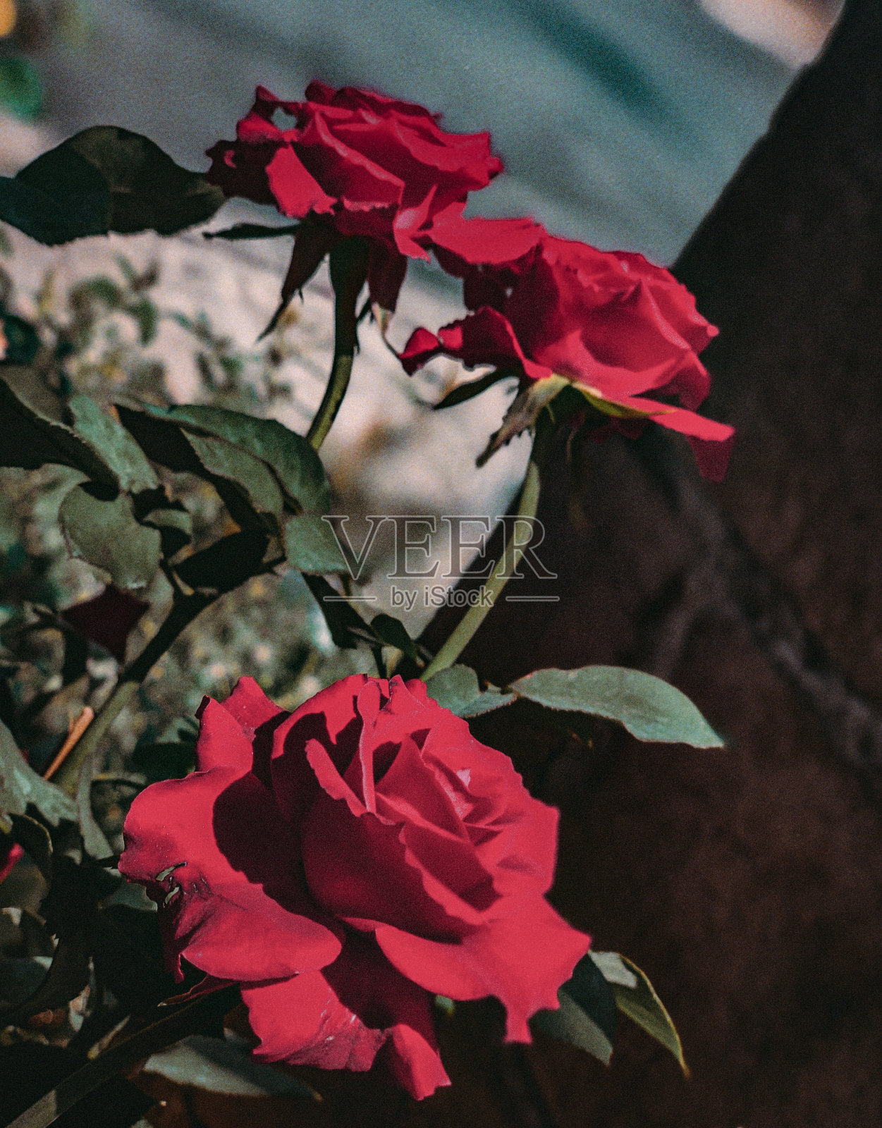 红玫瑰照片摄影图片