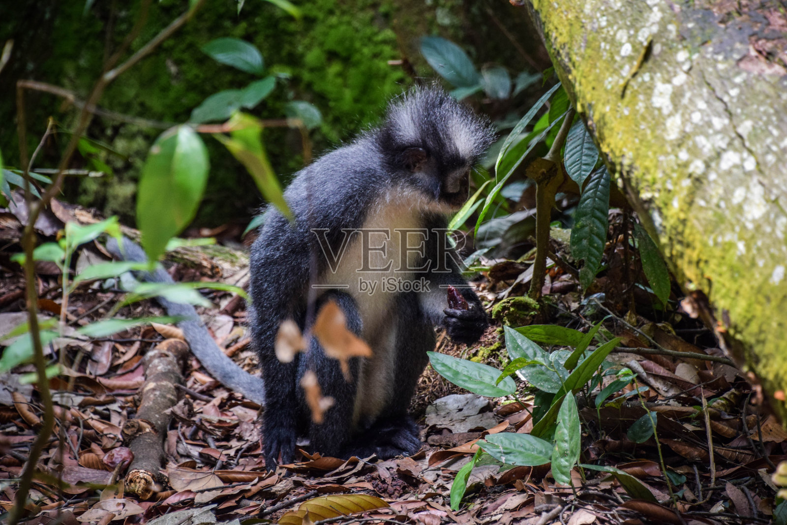 印度尼西亚苏门答腊岛的景观和野生动物照片摄影图片