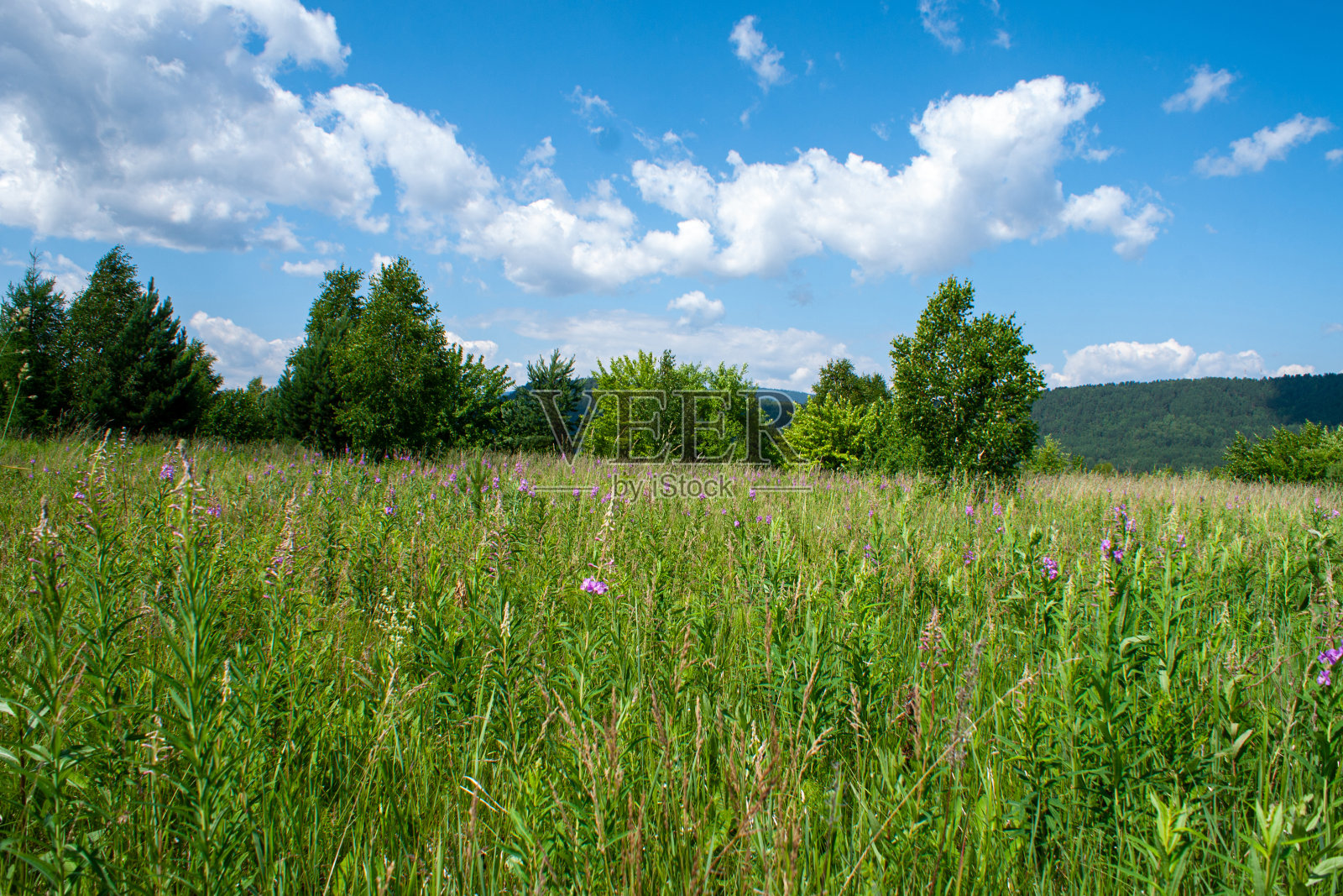 在森林和蓝天的背景上，田野上盛开着粉红色的火柴花(伊凡茶)照片摄影图片
