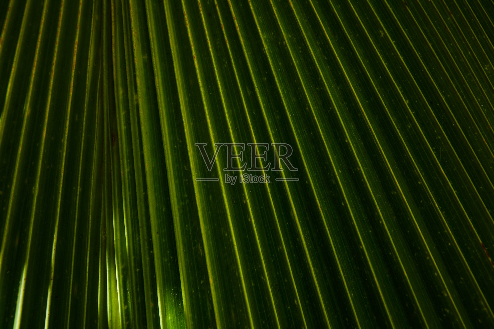 棕榈叶、背景照片摄影图片