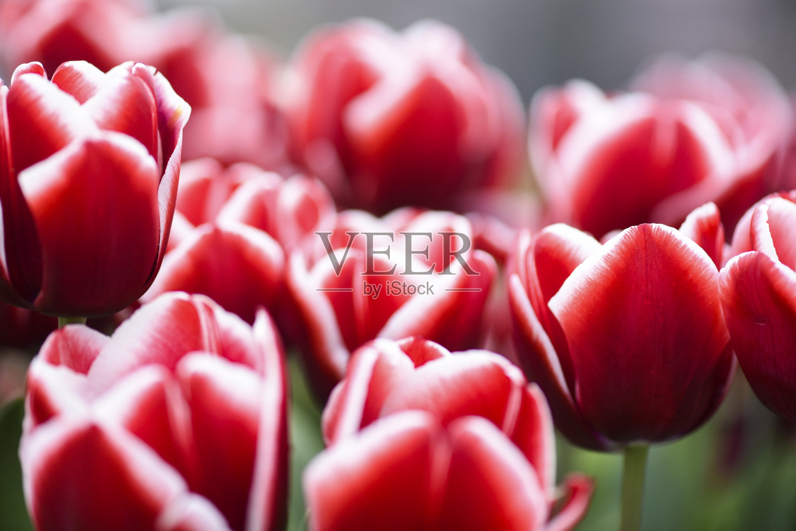 美丽的花园里有红色的白色郁金香。照片摄影图片