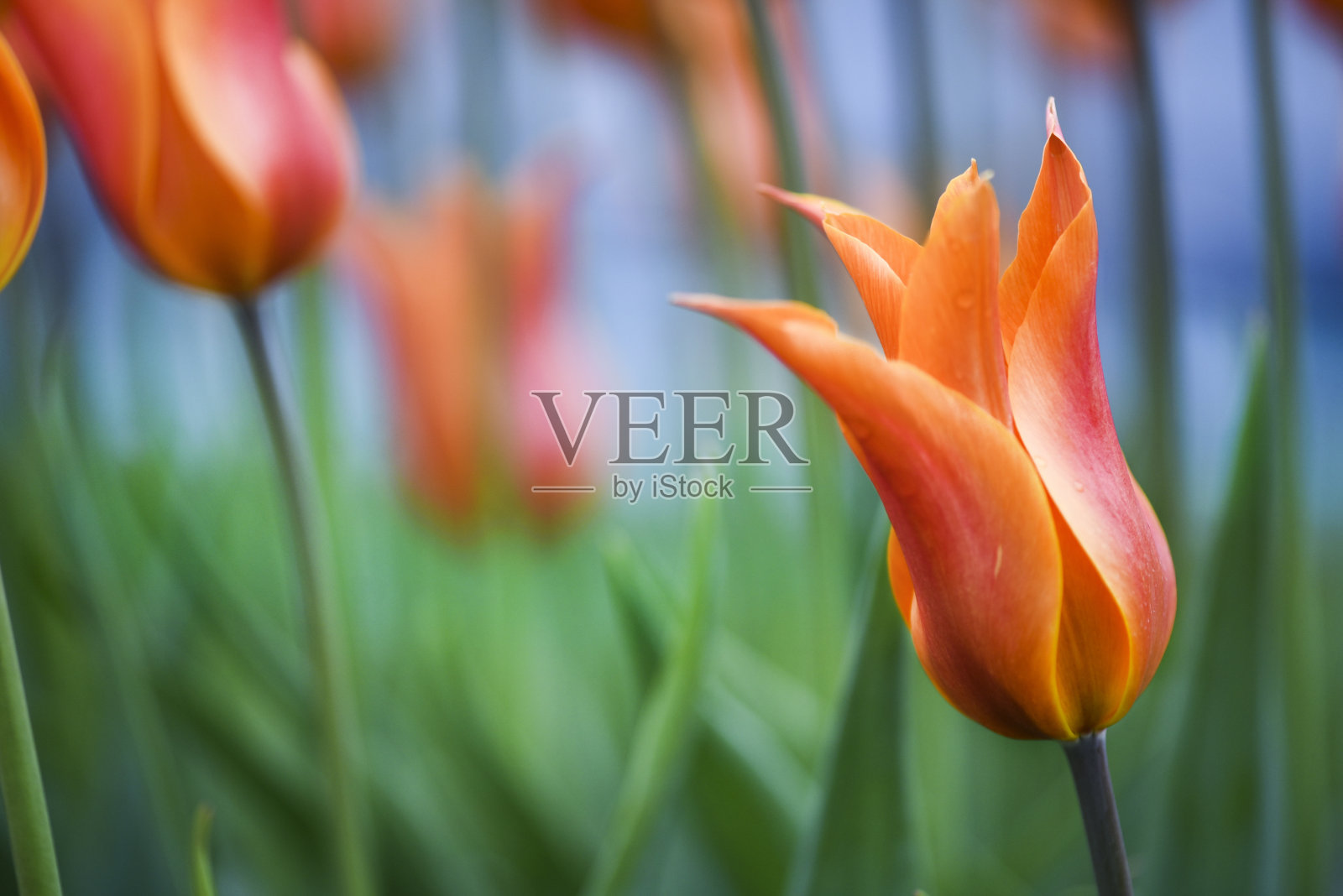 橙色郁金香花与美丽的散。照片摄影图片