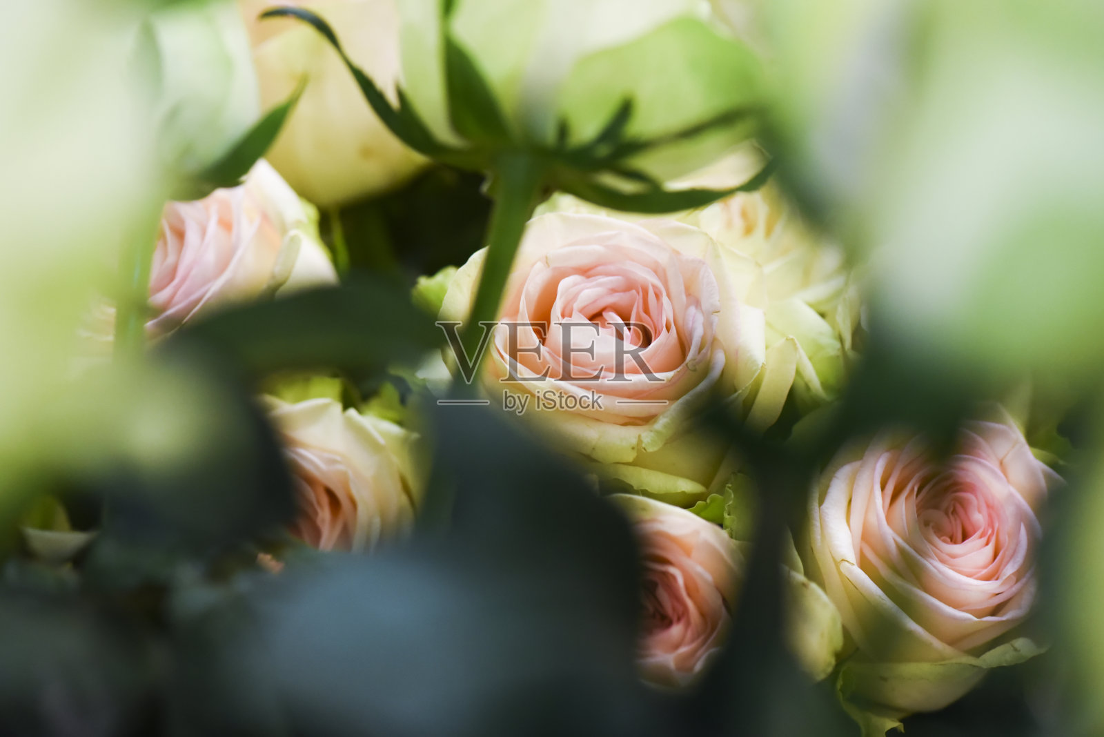 粉色玫瑰花的背景。许多美丽的花照片摄影图片