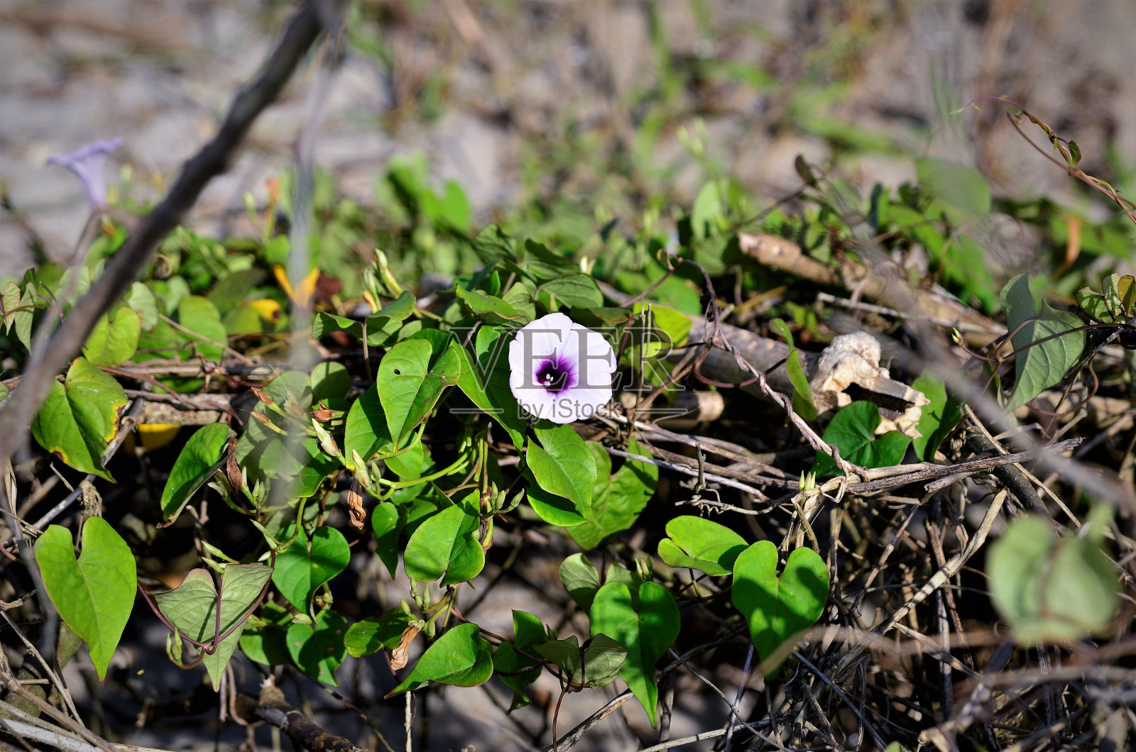 沙滩上的丁香番石榴花照片摄影图片