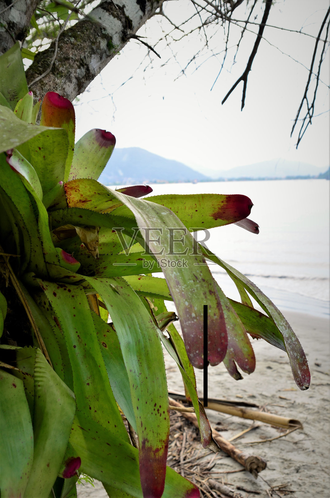 美丽的黑桫椤叶子在树枝上照片摄影图片