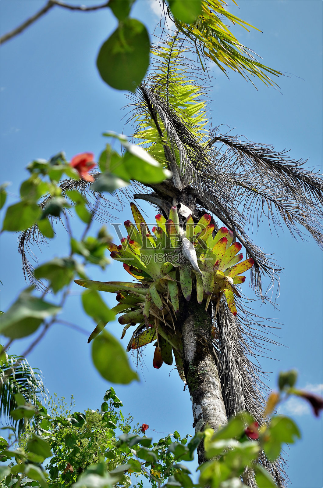 在coqueiro山顶有一个美丽的alcantaaea imperialis照片摄影图片