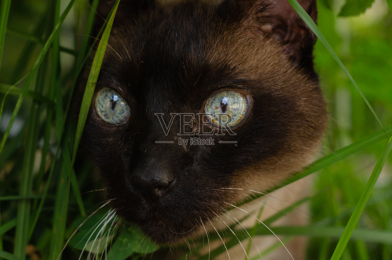 美丽的黑猫藏在树林里照片摄影图片