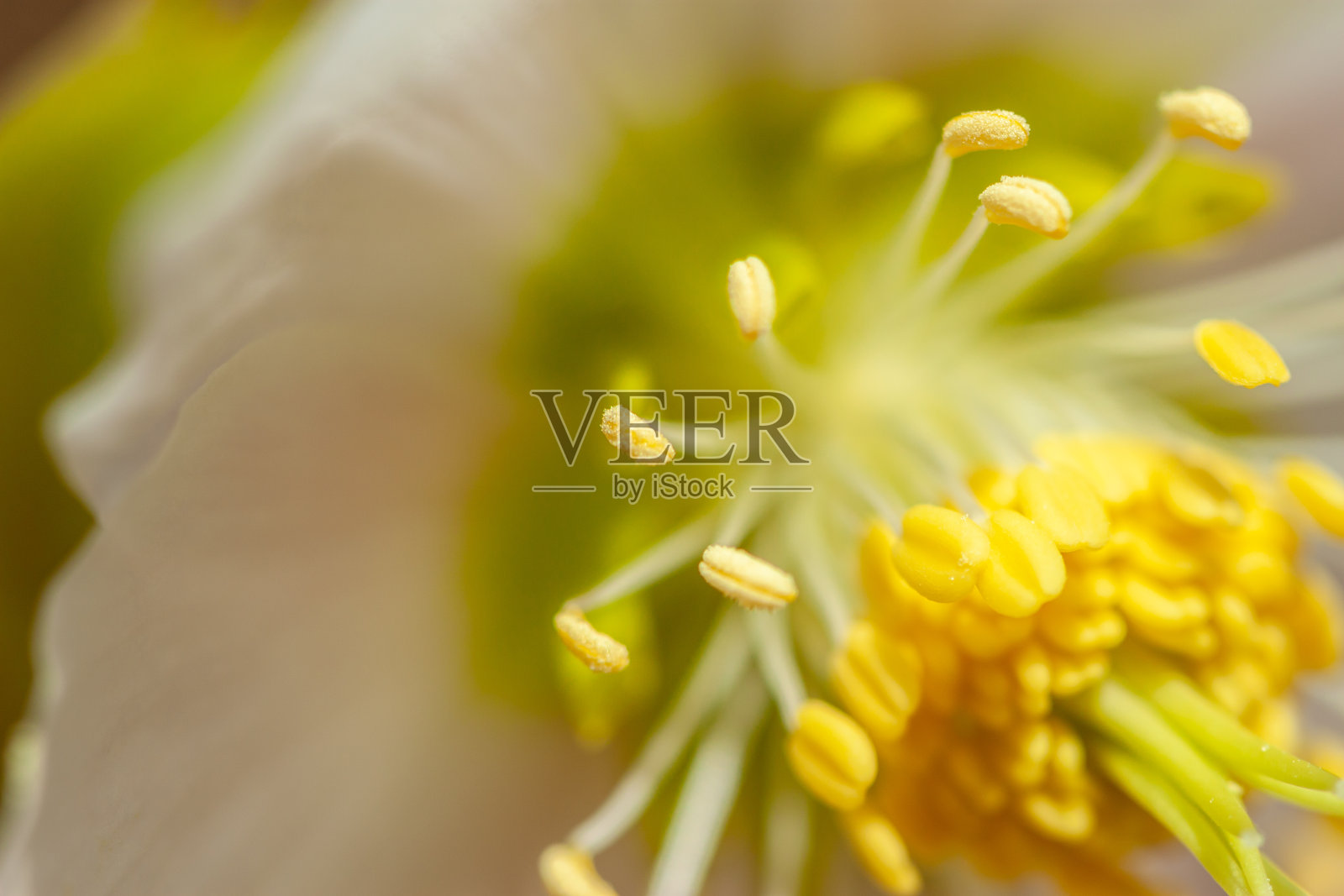 美丽的森林花朵绽放的宏观特写照片摄影图片