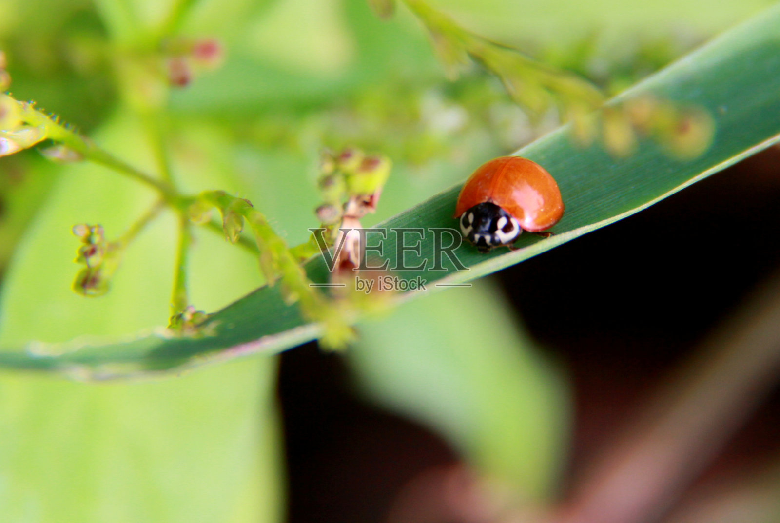 瓢虫在玉米田照片摄影图片