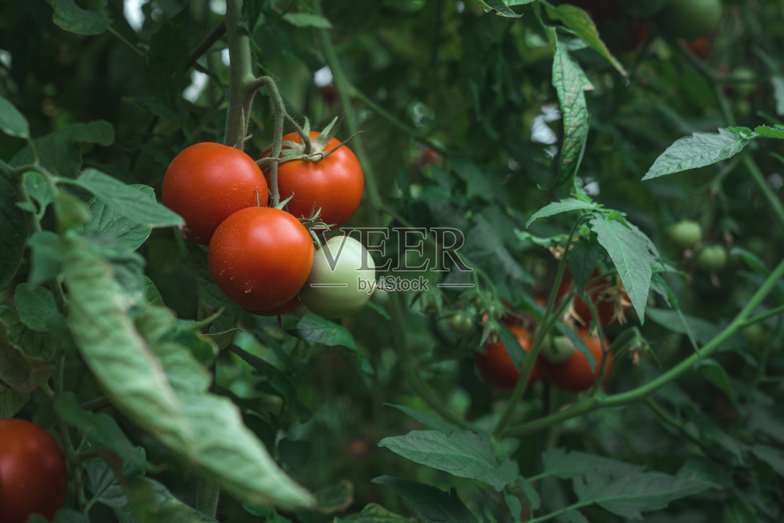 温室里长着漂亮的红番茄照片摄影图片