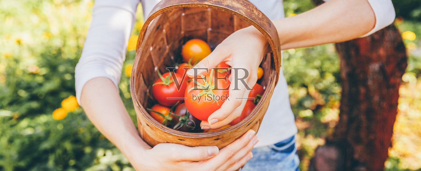 园艺和农业概念。年轻的农工手持篮子在花园里采摘新鲜成熟的有机番茄。温室生产。蔬菜食品生产照片摄影图片