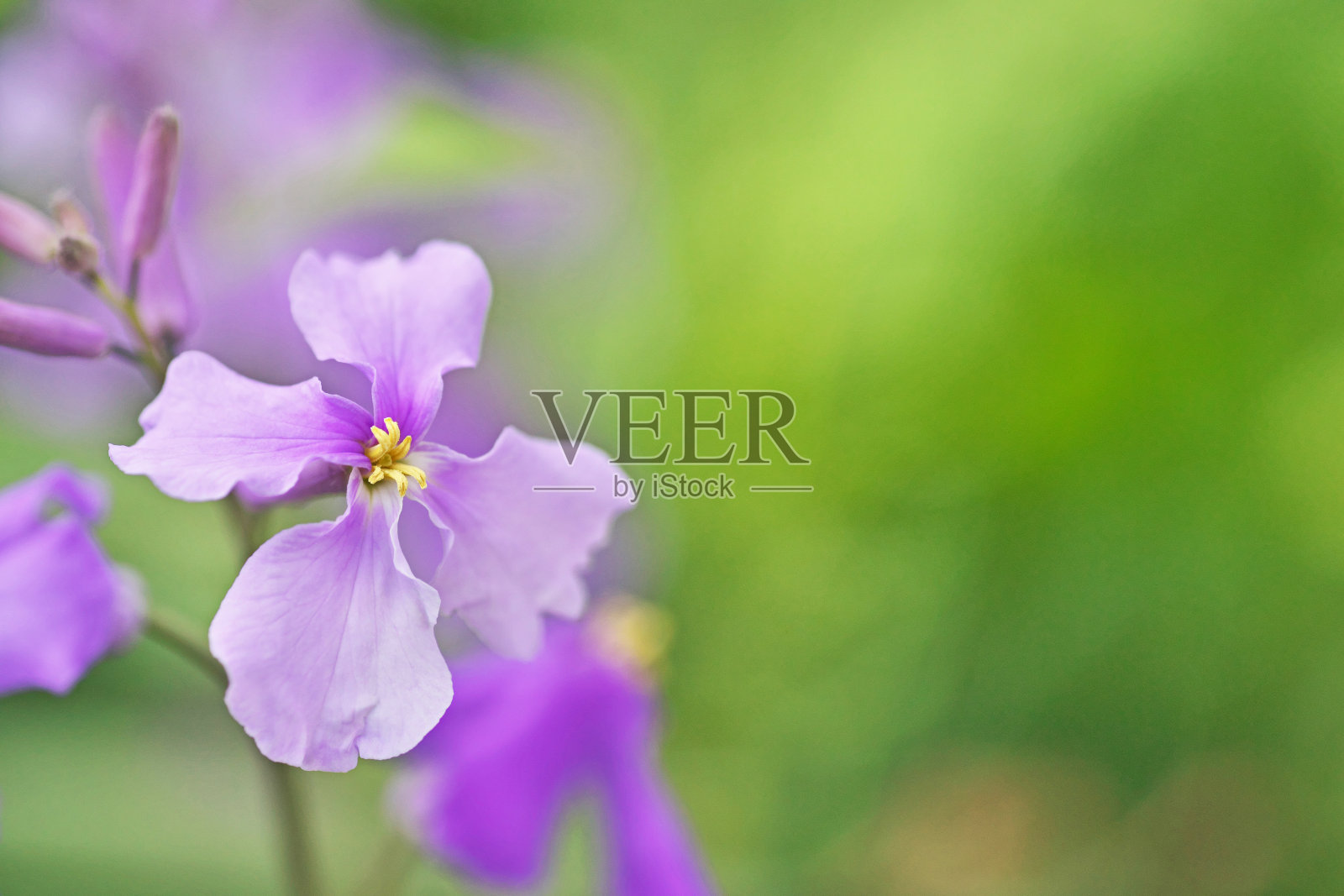 香雪球照片摄影图片