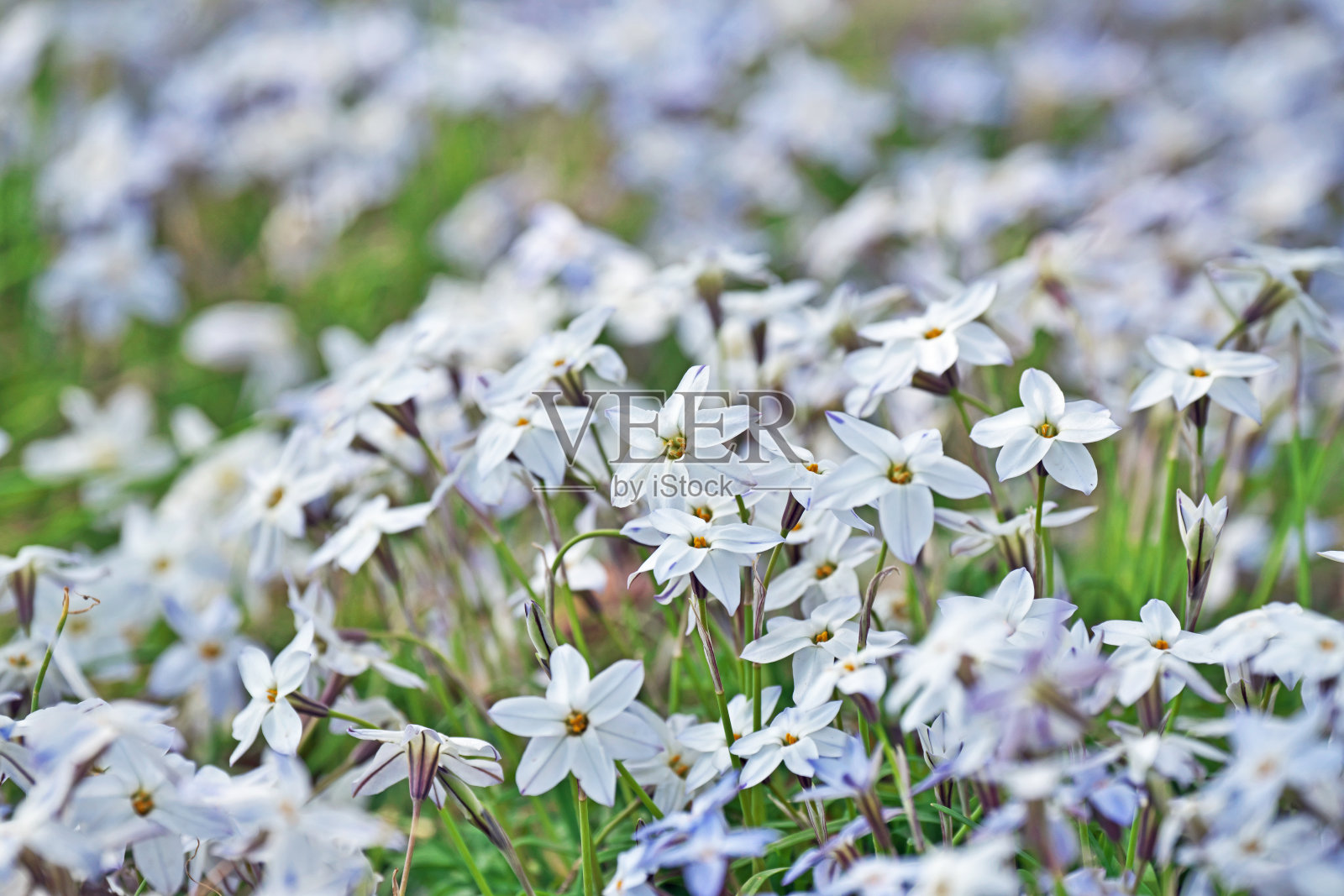 单花绵枣儿照片摄影图片