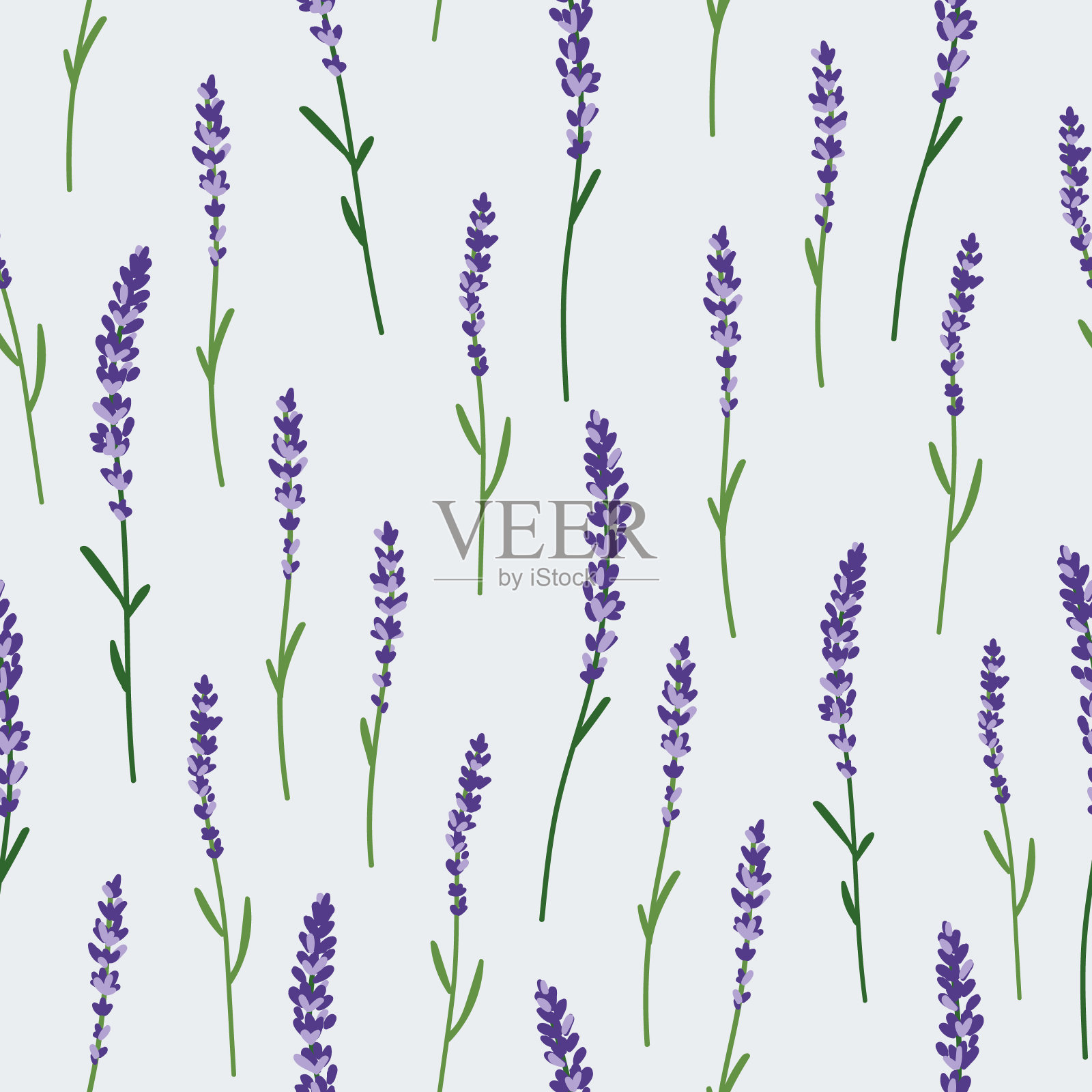 紫花植物的高角度观察插画图片素材